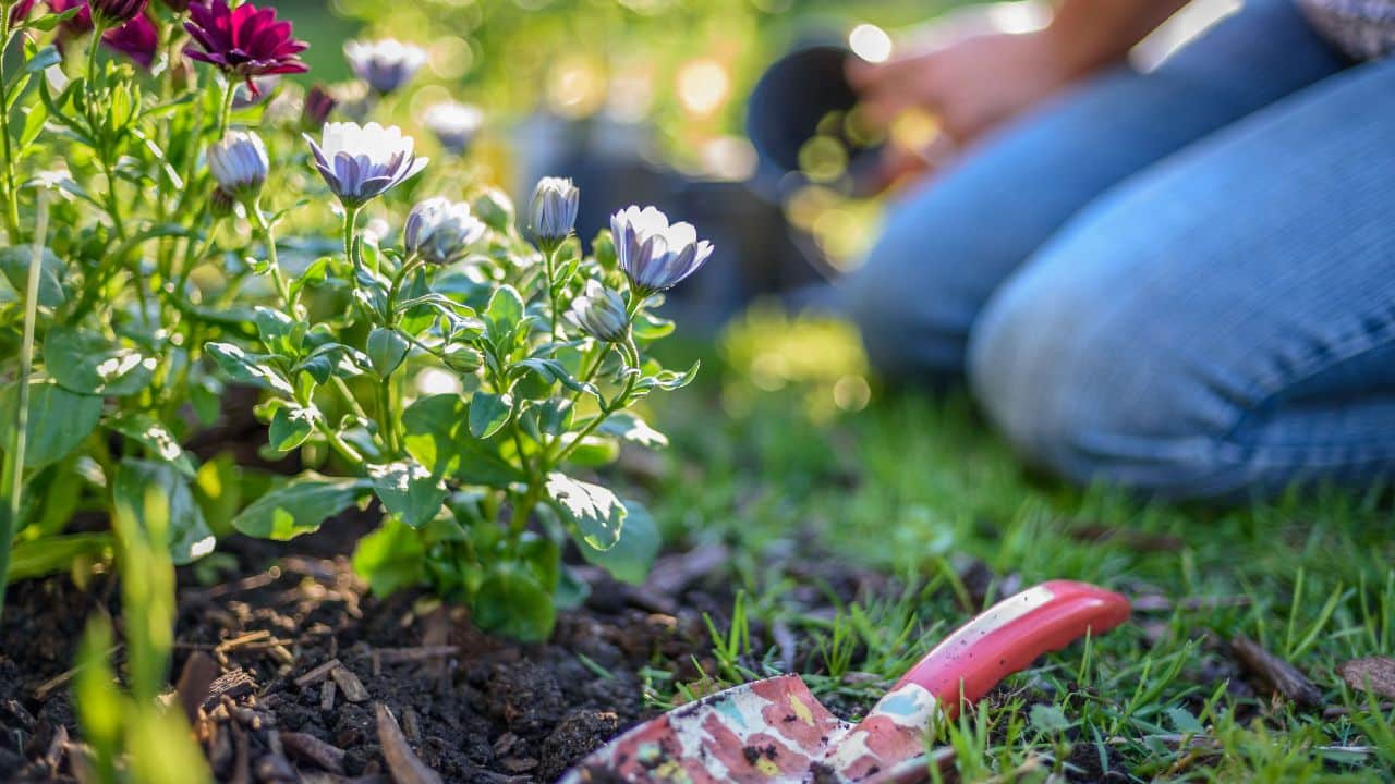 Close-up of a person kneeling in a garden, planting purple and white daisies beside a small trowel on green grass. A warm light highlights this fall gardening scene featuring flowers to plant in the fall.