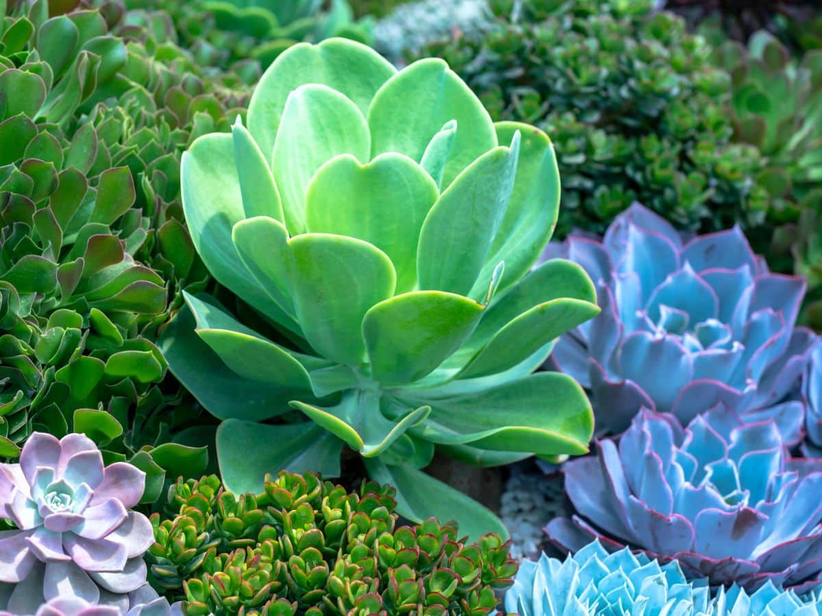 A vibrant assortment of succulents in various colors and shapes, including green, purple, and blue rosettes. Succulents are a top choice for anyone seeking a low-maintenance weather-resistant plant.
